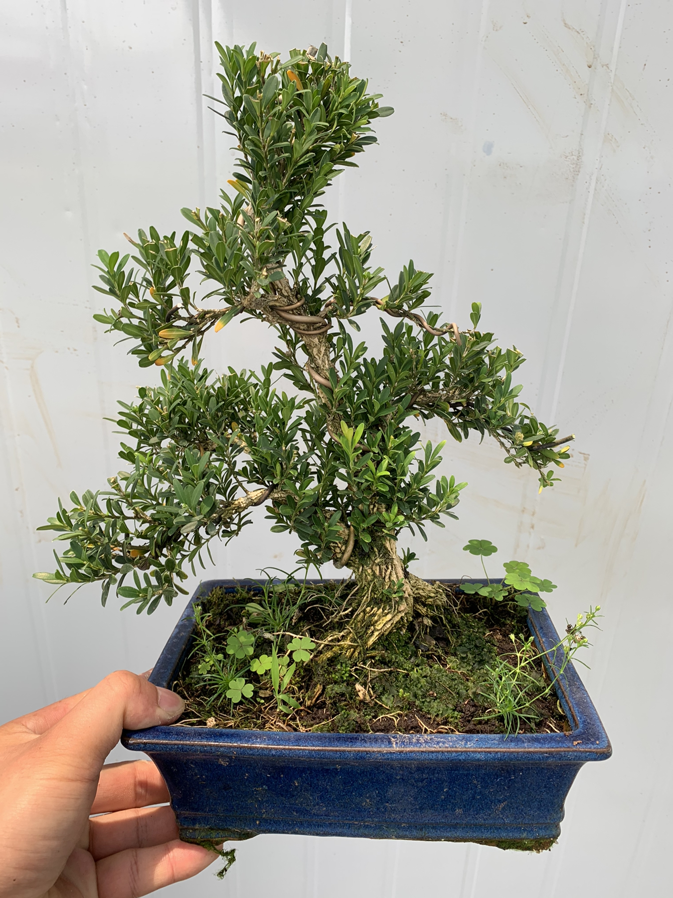 精品小叶雀舌皱皮黄杨盆景 办公室阳台庭院雀舌黄杨树桩盆栽