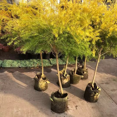 黄金香柳盆栽四季常青阳台室外庭院观叶植物千层金香柳棒棒糖树苗