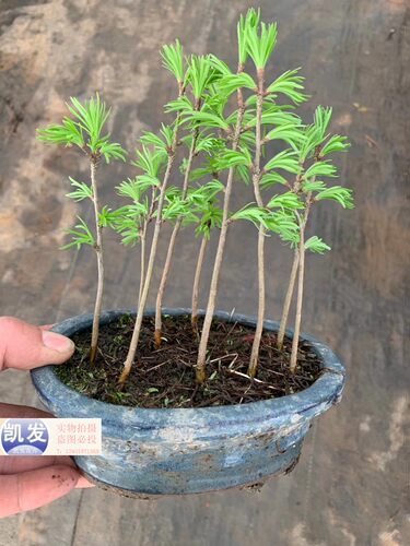 金钱松盆景盆栽树桩金钱松小苗金钱松树苗南北方种植实物拍摄