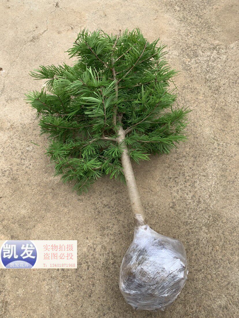 金钱松小苗 金钱松盆景 金钱松苗 金钱松树苗 金钱松造型盆景