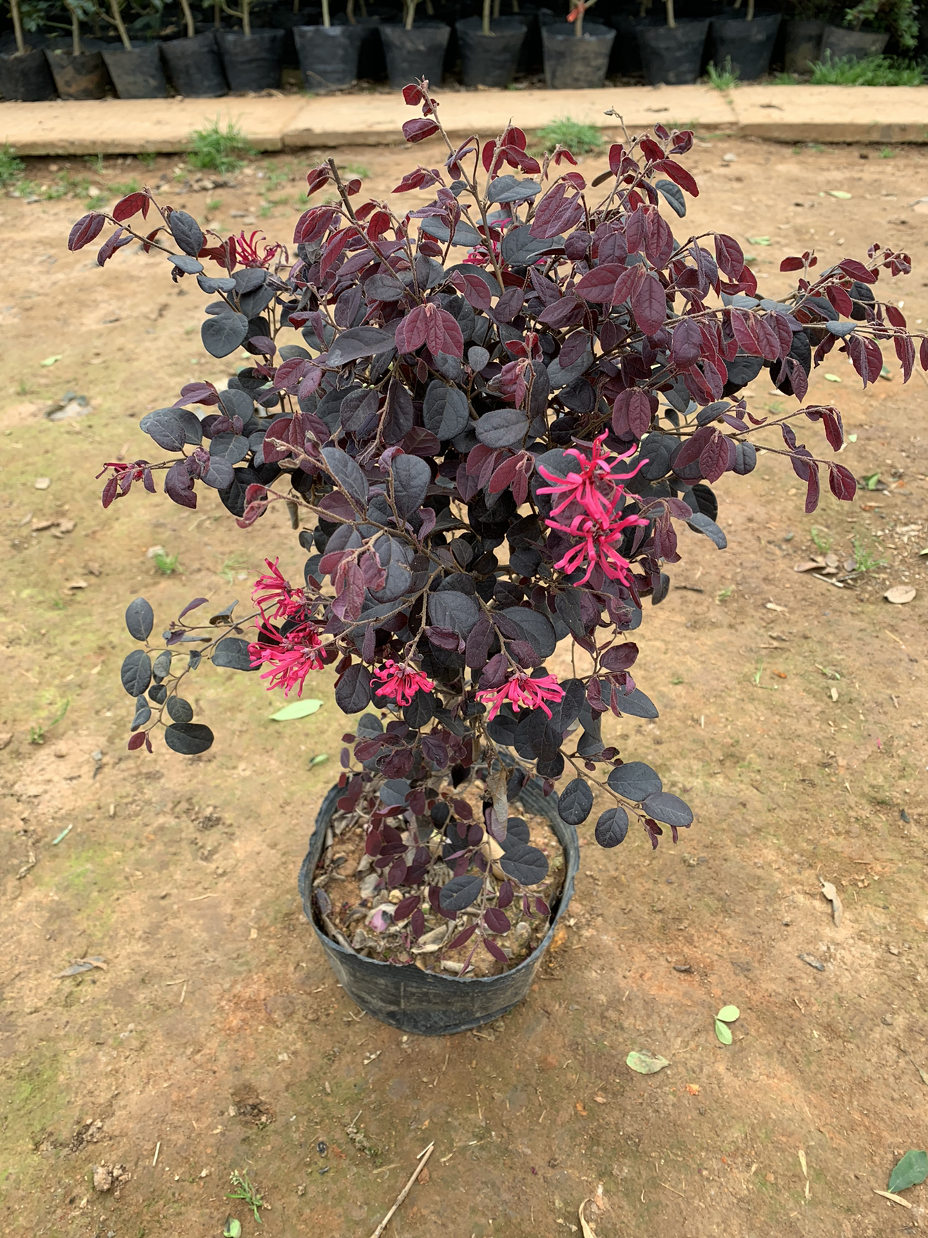 红继木树苗精品红球红花继木苗彩叶小乔木耐寒四季常绿红桎木盆栽