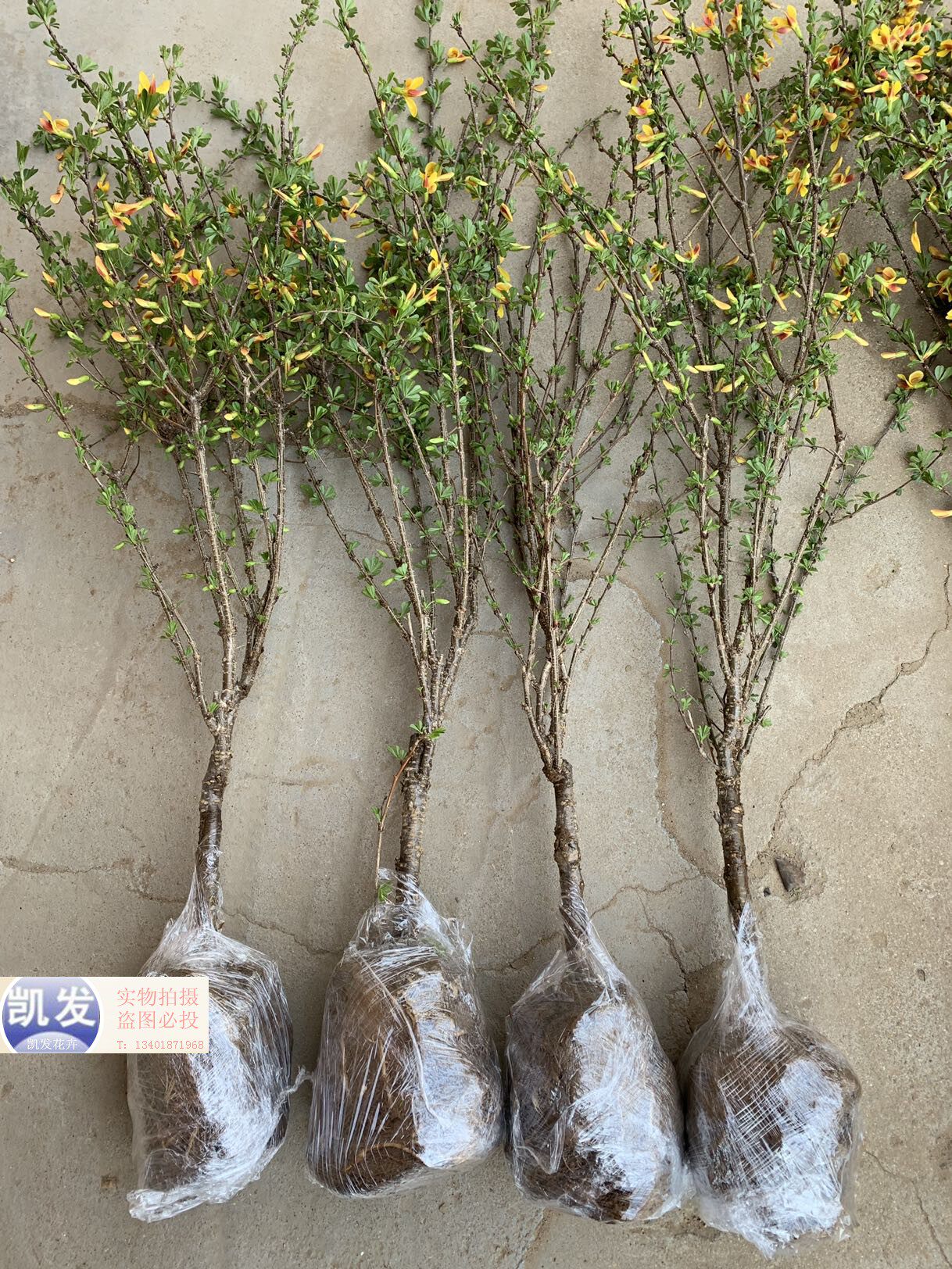 庭院金雀梅锦鸡儿金丝雀黄金雀花苗盆景盆栽金雀花苗树桩盆景花卉