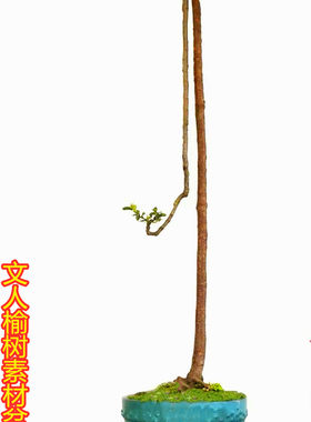 小叶榆树盆景迷你微型盆栽榔榆老