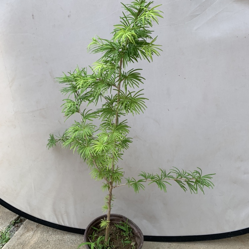 金钱松小苗 金钱松盆景附石小苗 附石盆景苗 实物拍摄