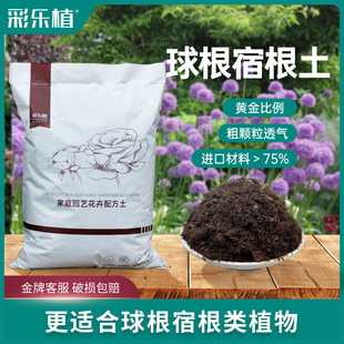 彩乐植球根土种球百合郁金香朱顶红海芋酢浆草球根宿根花卉介质