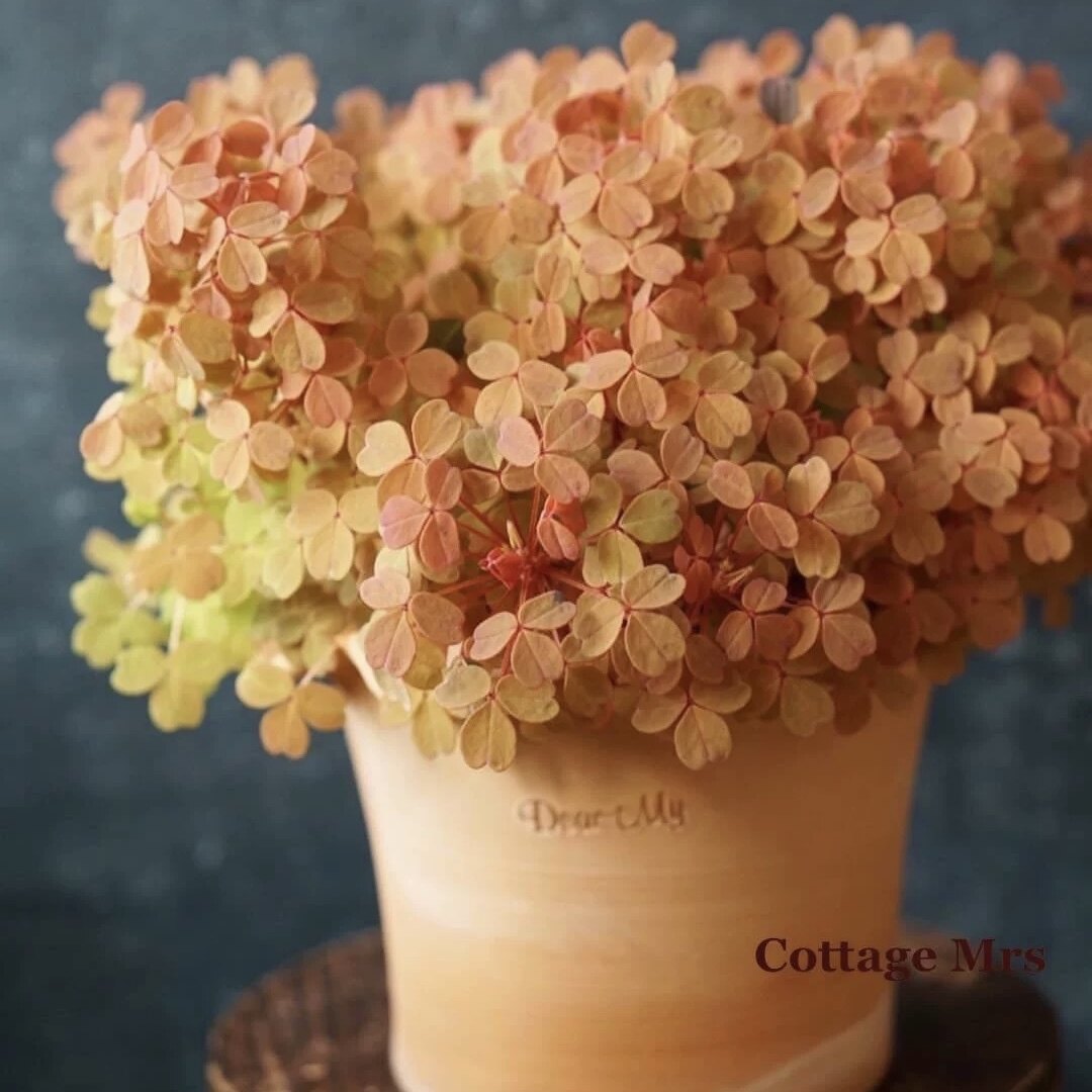 Cottage Mrs观花彩叶绿植物盆栽小黄枫酢浆草