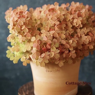 Cottage Mrs观花彩叶绿植物盆栽小黄枫酢浆草