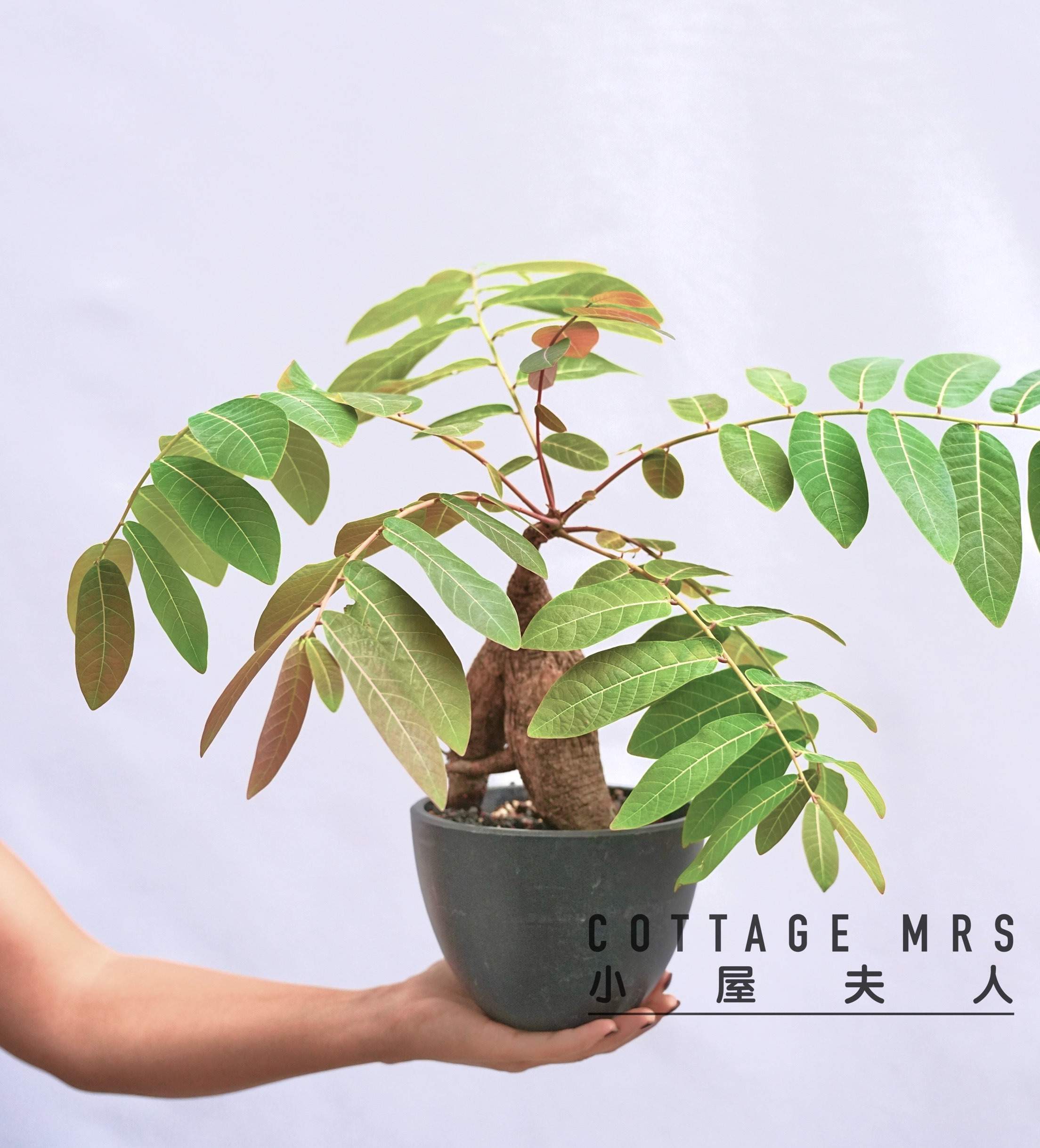 奇异油柑天使之翼块根植物盆栽