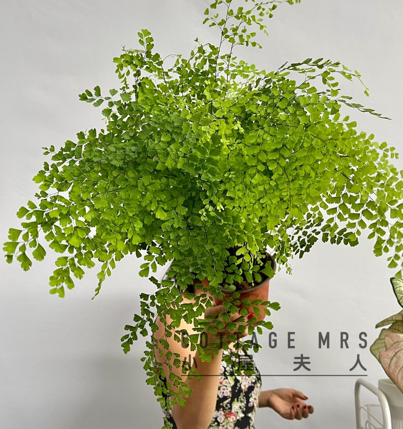 铁线蕨盆栽铁丝草多年生常绿草本观叶带土净化空气美观好养北欧风