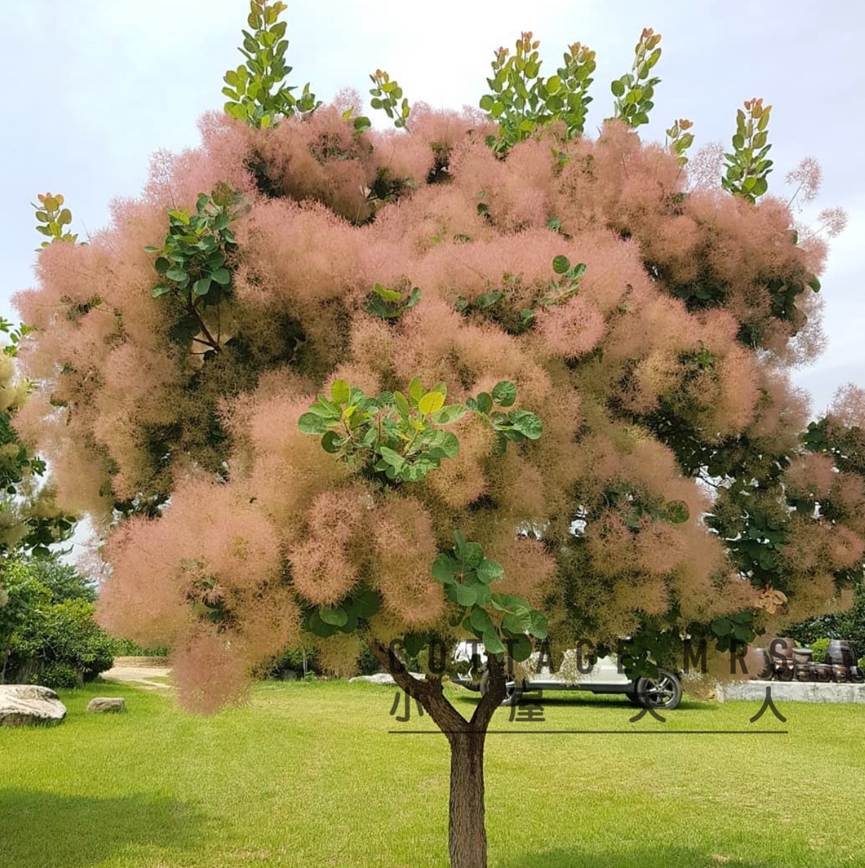 烟树盆栽苗 雾中情人花园庭院观叶观花多年生落叶小乔木 黄栌树苗 鲜花速递/花卉仿真/绿植园艺 绿植 原图主图