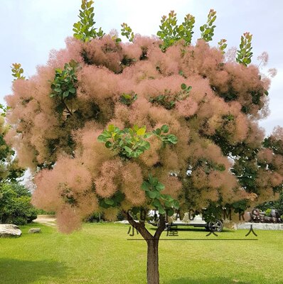 烟树盆栽苗 雾中情人花园庭院观叶观花多年生落叶小乔木 黄栌树苗