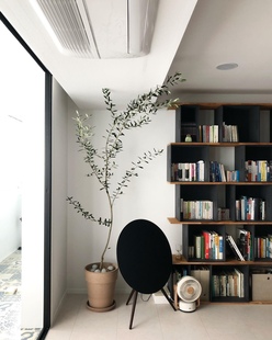 油橄榄盆栽 室内观叶植物 田园庭院家居客厅阳台棒棒糖家庭树木