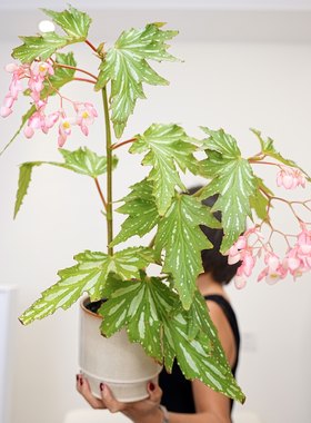小屋夫人乌头杂秋海棠美观绿植