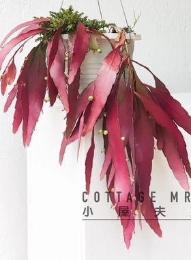 红叶丝苇ins垂吊热带雨林仙人掌昙花红色喜庆越晒越红果实可食用