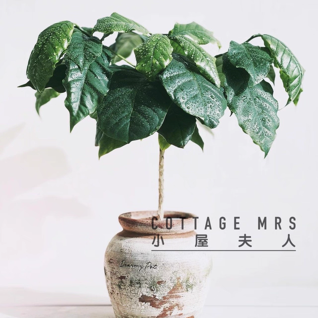 咖啡树阳台咖啡厅绿植盆栽