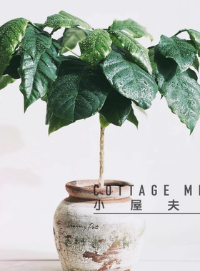 咖啡树阳台咖啡厅绿植盆栽