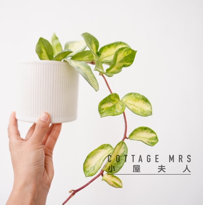 阿根廷公主球兰 (Hoya Argentea Princess) 室内阳台 客厅 咖啡厅