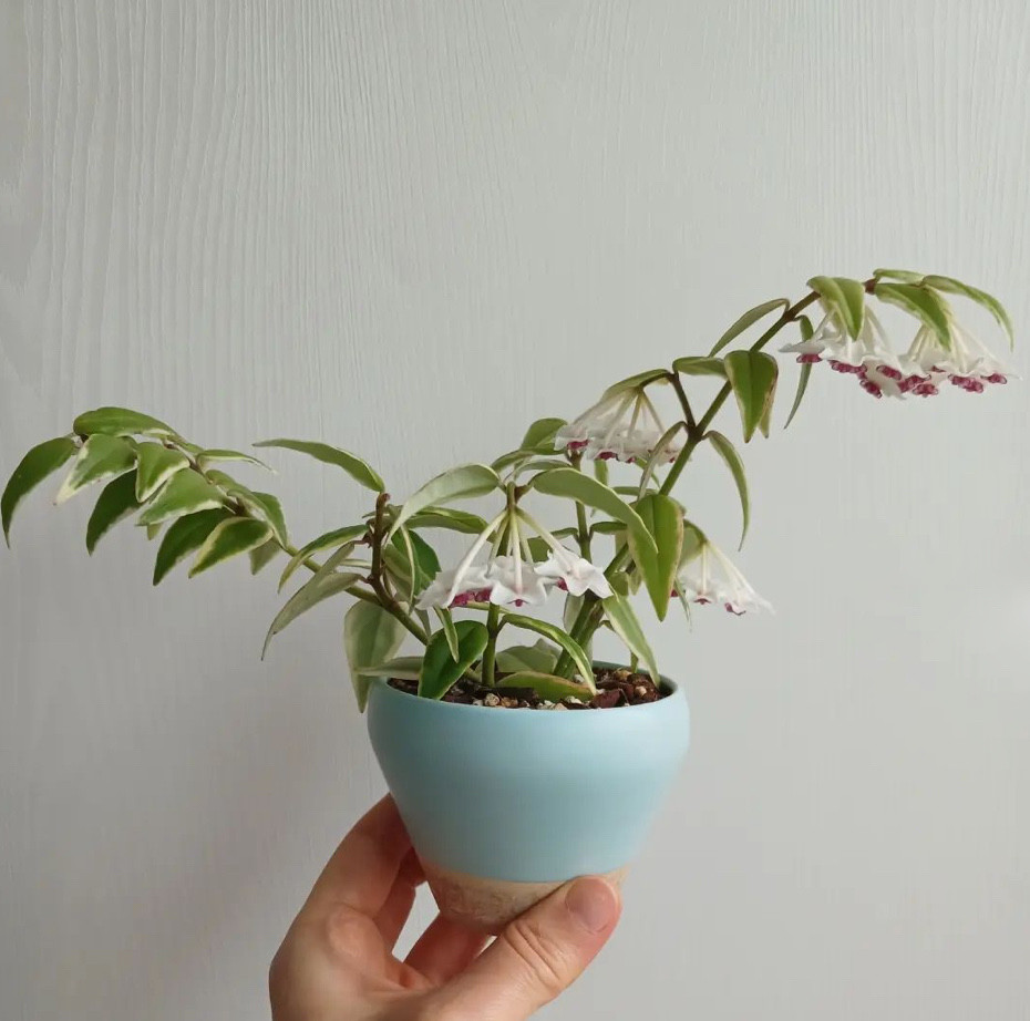 贝拉外锦球兰垂吊多年生阳台植物