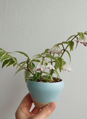 贝拉外锦球兰 Hoya bella variegated  勤花垂吊多年生阳台植物