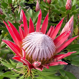 南非帝王花盆栽带花苞海神花庭院阳台绿植盆景花卉植物年宵花