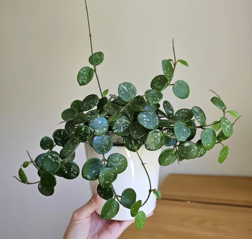 杂交匍匐球兰 室内阳台客厅窗台超好养绿植盆栽