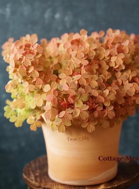 Cottage Mrs观花彩叶绿植物盆栽小黄枫酢浆草