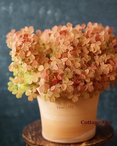 cottagemrs观花黄枫酢浆草彩叶