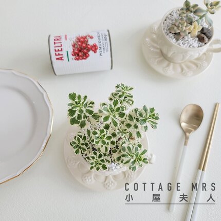 亚特兰蒂斯 迷你肉肉多肉植物小盆栽绿植阳台 客厅