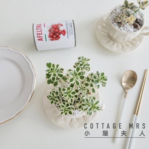 亚特兰蒂斯 迷你肉肉多肉植物小盆栽绿植阳台 客厅