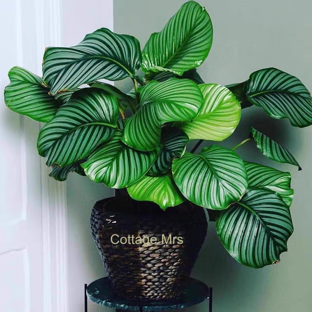 cottagemrs青苹果ins室内竹芋