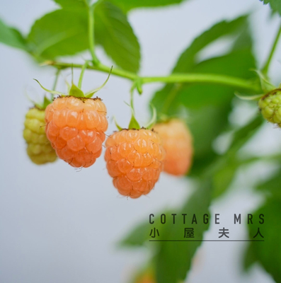 树莓盆栽 覆盆子盆栽   阳台南方北方种植多年生耐热耐寒