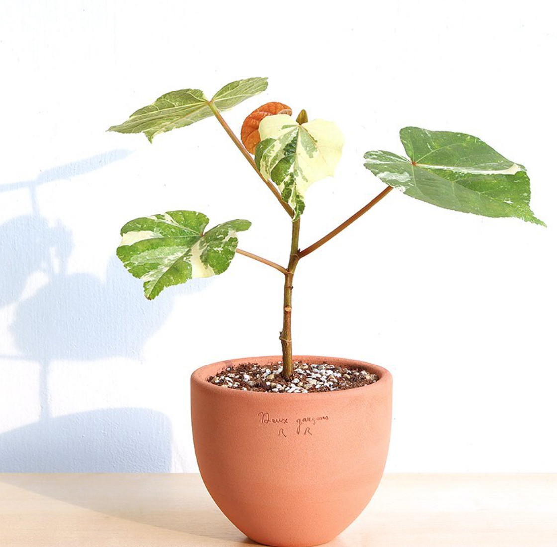 花叶黄槿多年生木本植物