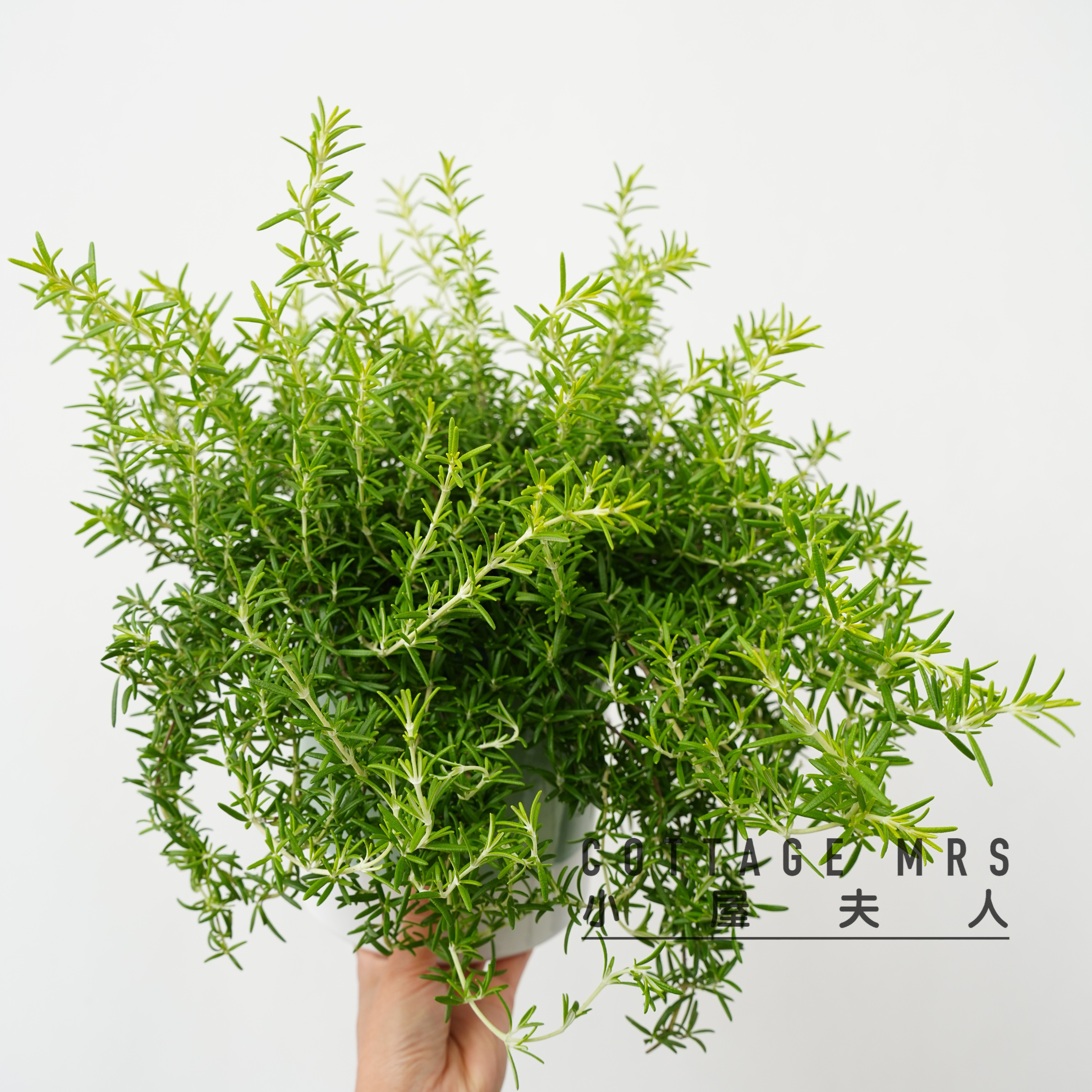 匍匐迷迭香盆栽 黄金岁月 多年生耐寒耐热宿根芳香植物料理烹饪