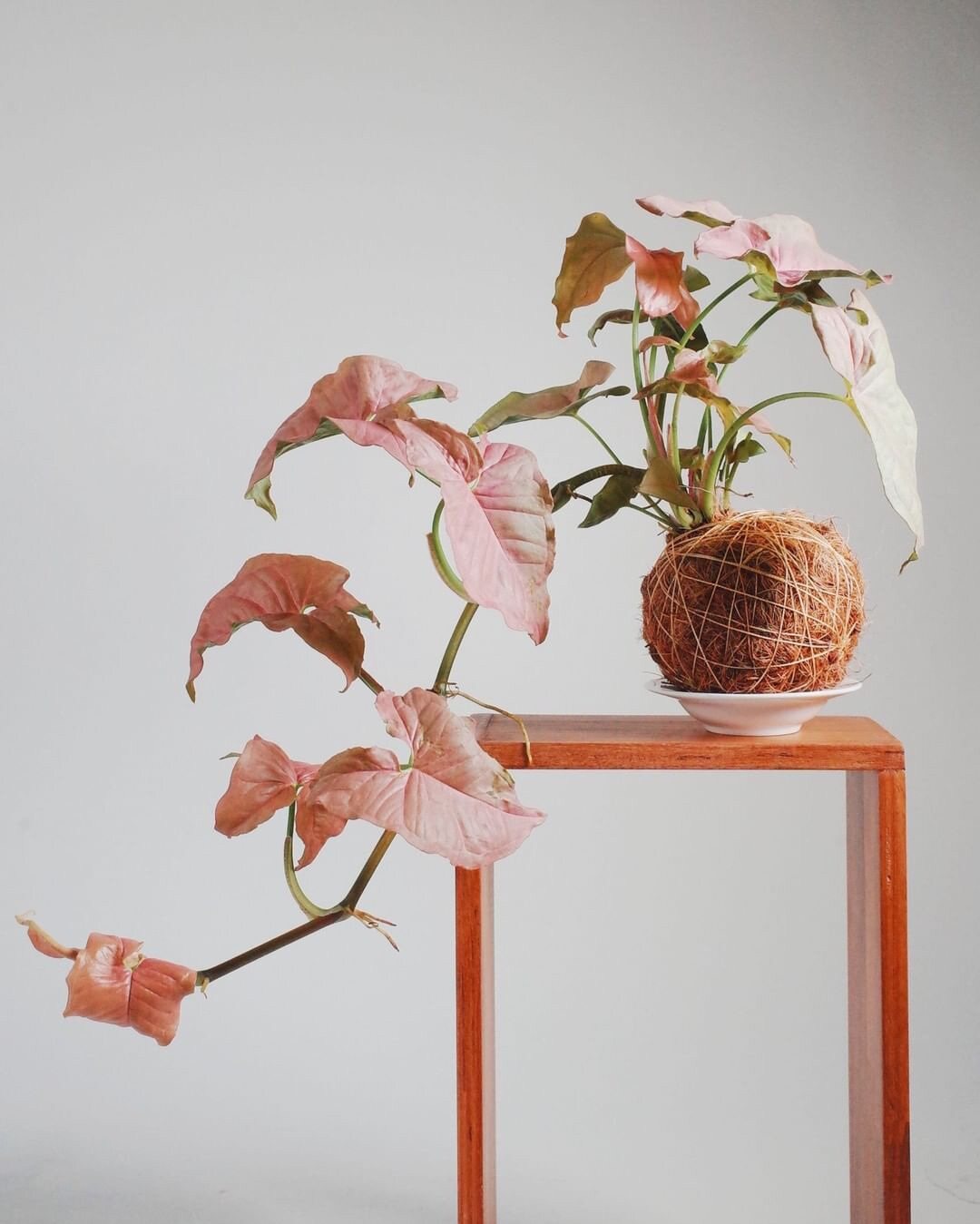 粉色恋人合果芋 Ins植物桌面办公室绿植花卉盆栽四季水培植物