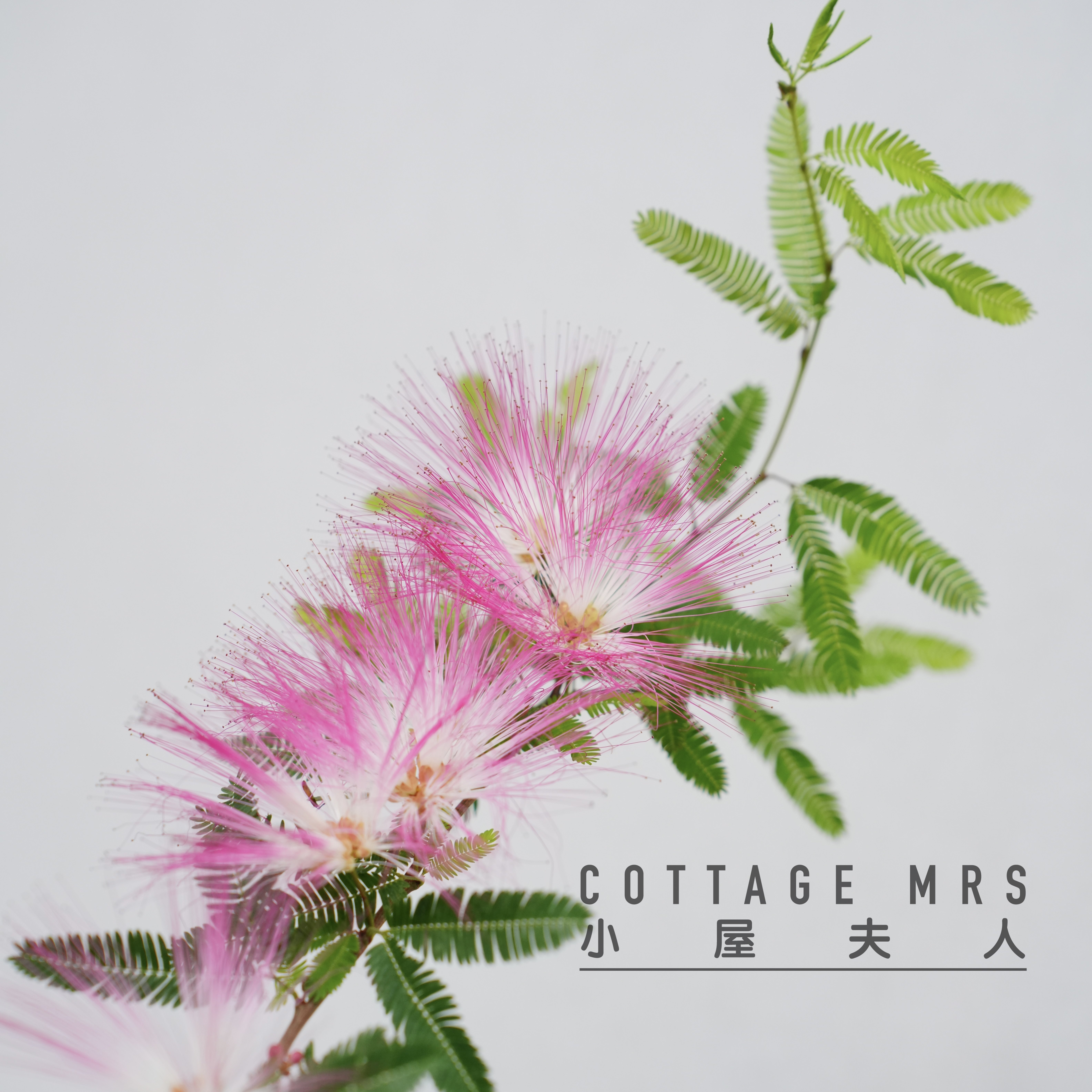 香水合欢花 粉花姬合欢 耐热阳台窗台庭院盆栽