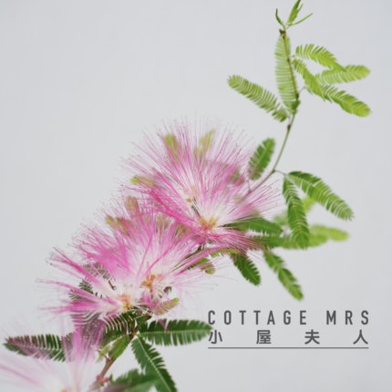 香水合欢花 粉花姬合欢 耐热阳台窗台庭院盆栽