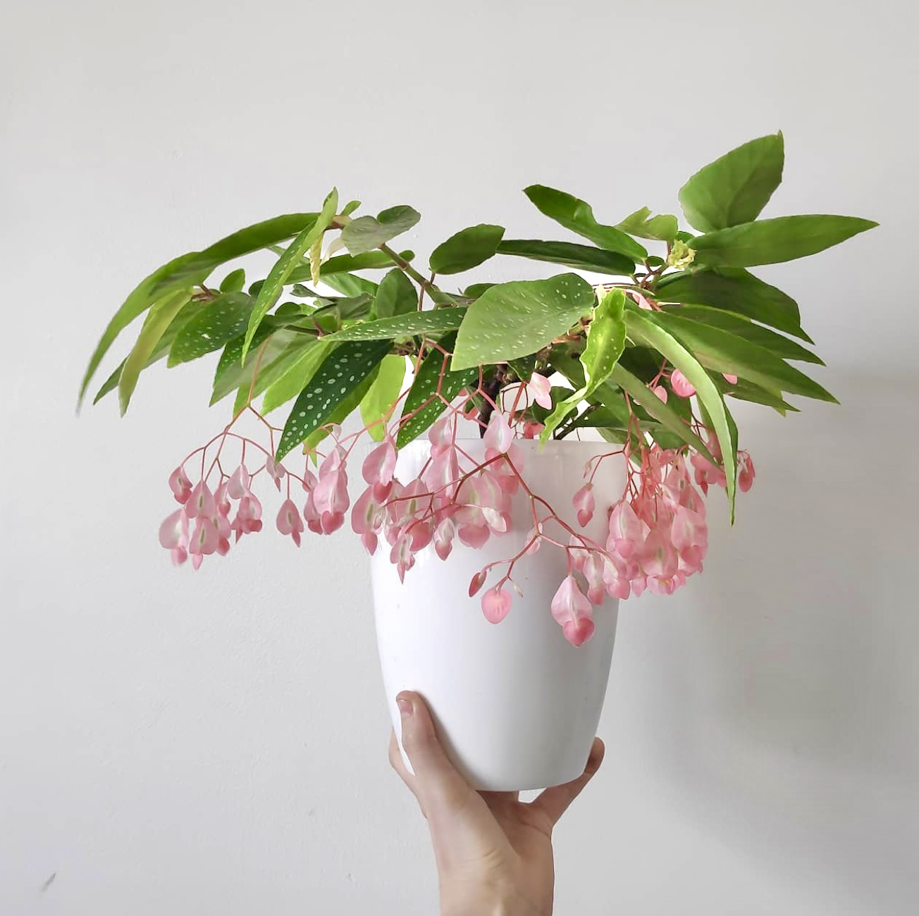 竹节秋海棠  粉花耐热植物网红室内阳台窗台  客厅