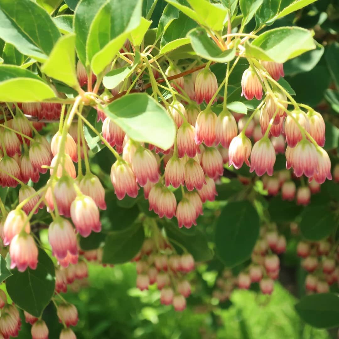 日本吊钟花卉盆栽花苗进口植株粉色吊钟花植物
