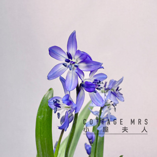 西伯利亚绵枣儿 蓝钟花 植物绿植 小盆栽 耐阴阳台 花园