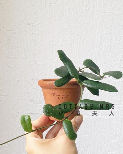 小方叶球兰 耐热香味好 方形叶子厚 室内精选盆栽绿植花卉