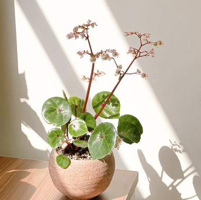 小屋夫人红心盾叶秋海棠客厅阳台