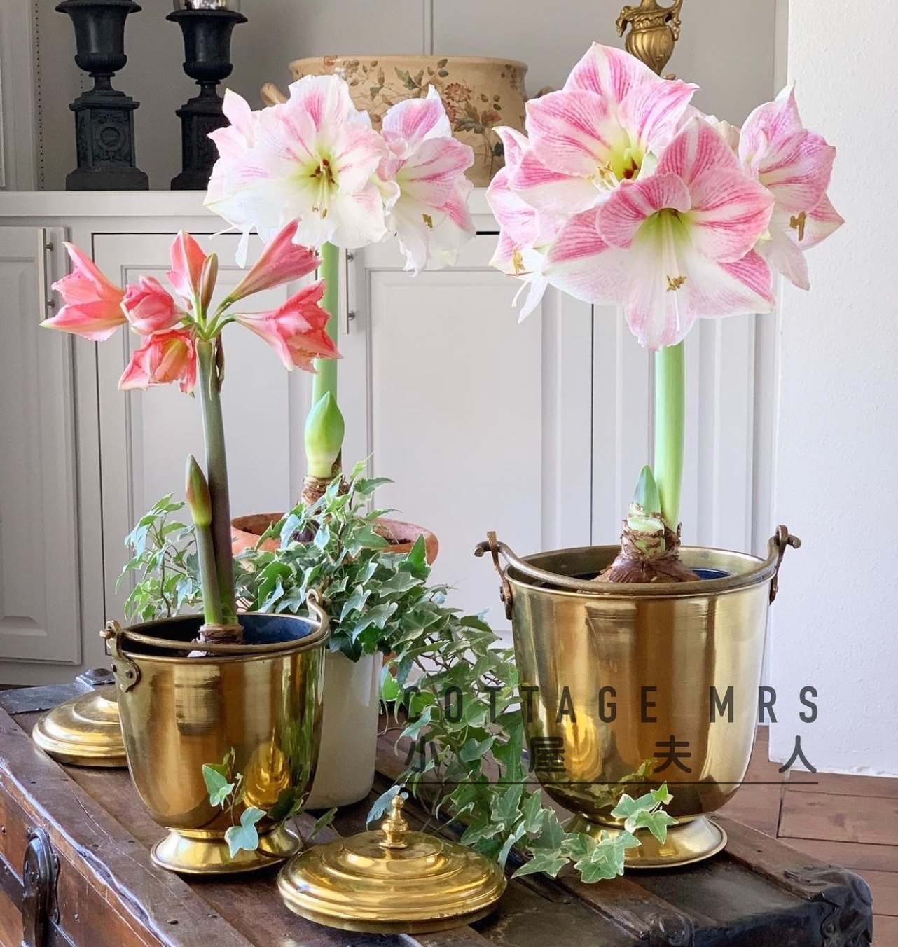 朱顶红盆栽 进口 玫瑰花漾  初恋 鬼魅 阿弗雷  岁华 年宵花,鲜花速递/花卉仿真/绿植园艺,绿植,淘宝优惠券,粉丝福利购,淘宝优惠卷