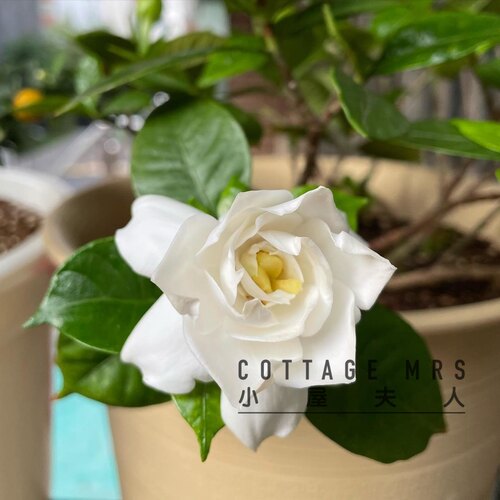 栀子花开花重瓣多季开花清香常绿室内阳台窗台灌木花卉植物