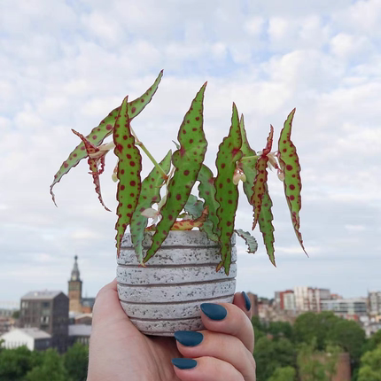 秋刀鱼秋海棠室内植物盆栽阳台植物观叶盆栽