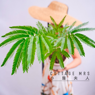 密叶猴耳环小豆树室内植物净化空气客厅盆栽观叶耐阴好养四季常绿