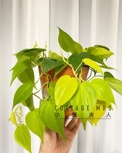 小屋夫人柠檬汁耐热美观绿植