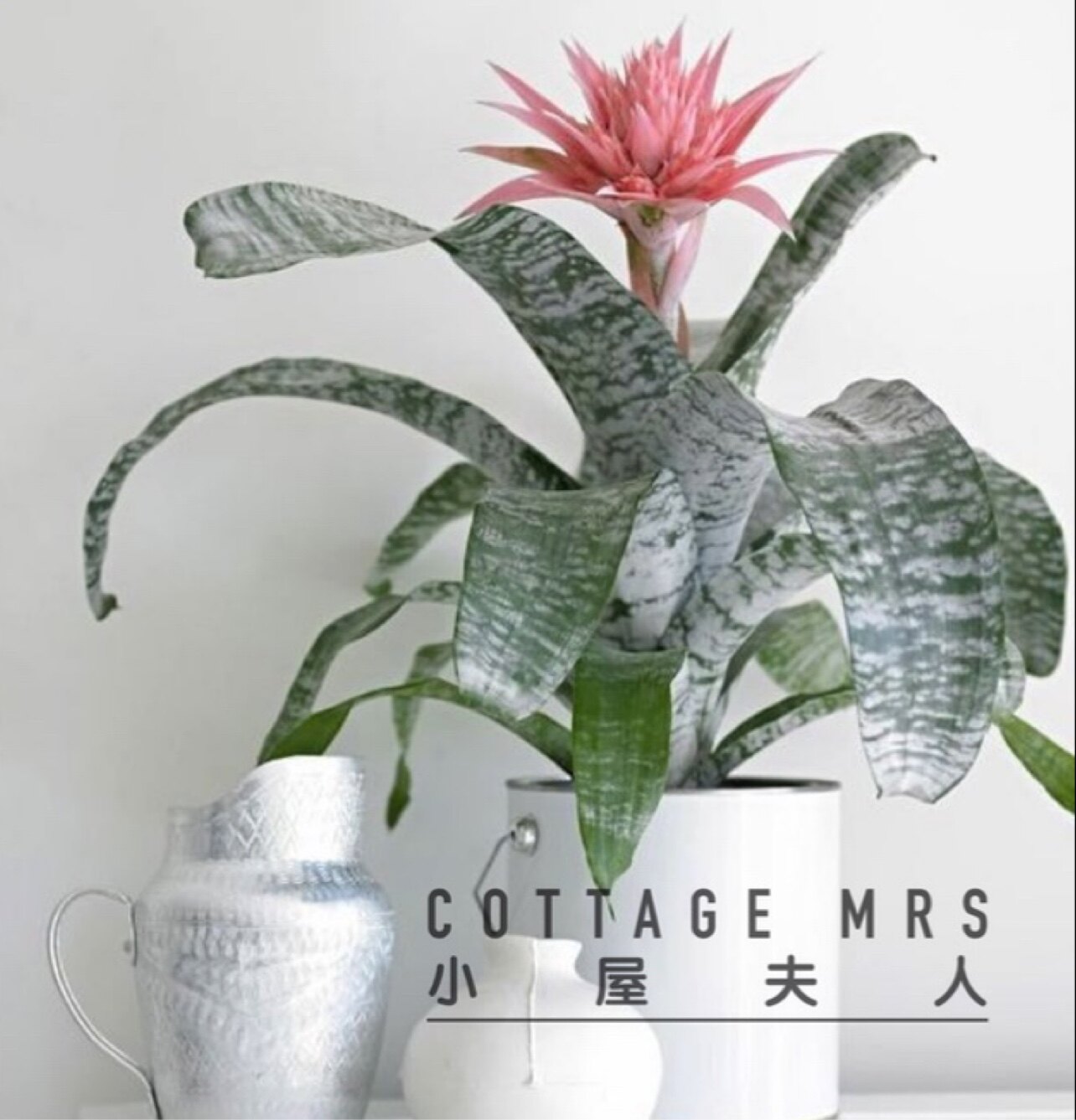 粉菠萝 粉花凤梨室内空间美陈盆栽年宵花3-4个月花期绿植