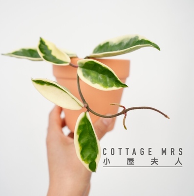 克林克外锦球兰 Hoya Carnosa SSP. Krinkle 8 Albomarginata阳台