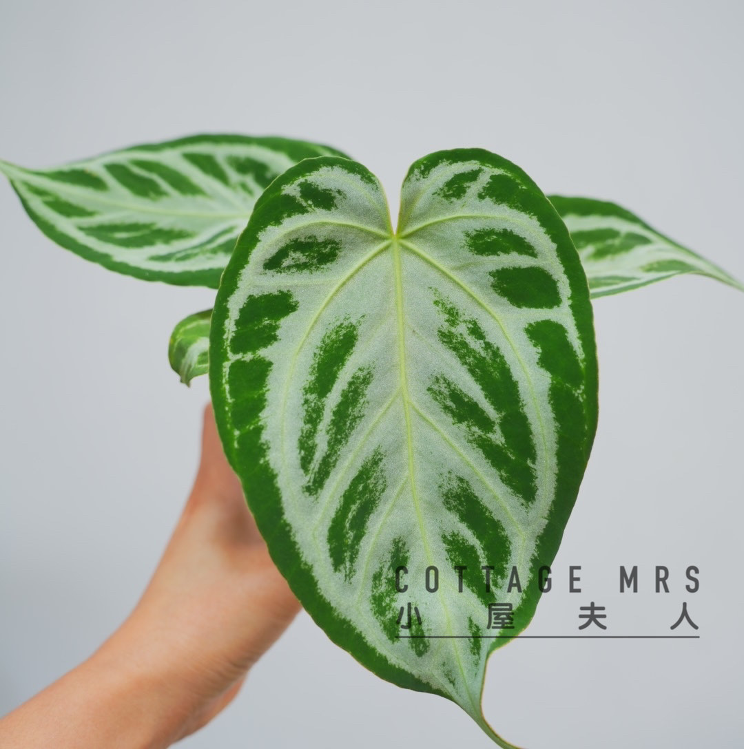 小屋夫人银刷子天南星热植花烛