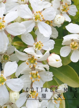 墨西哥橙花  芳香植物 清香盆栽灌木花园阳台庭院易养护植物